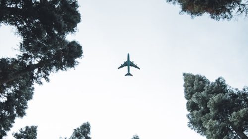 Plane_trees
